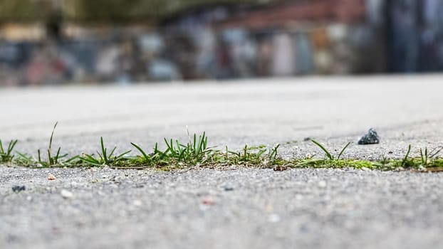 Stalks of grass grow out of asphalt, macro photo