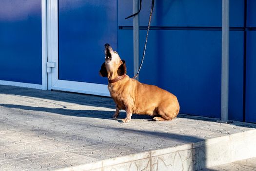 Red abandoned dog sits at the door and howls outdoor