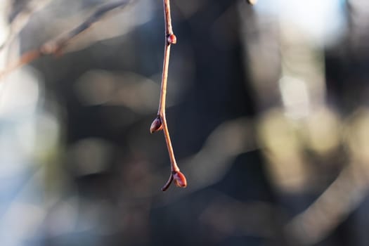 Young red buds on a bare tree branch close up