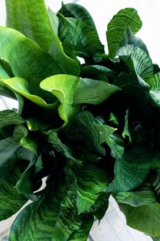 Green leaves of a home plant close up sansevieria