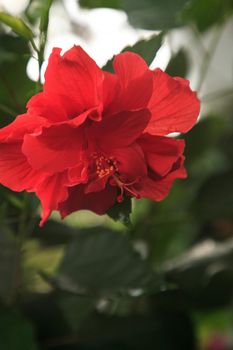 Red ruffle hibiscus flower blooms in a Naples, Florida garden.