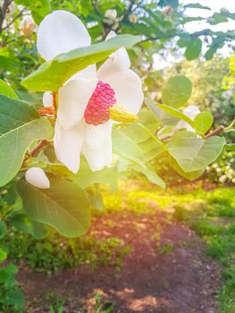 Flowering beautiful Magnolia tree with white fragrant flowers. Magnolia sieboldii plant.