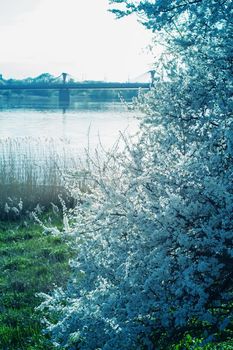 Spring landscape with river and blooming apple trees.