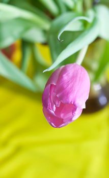 Bouquet of beautiful pink tulip flowers.