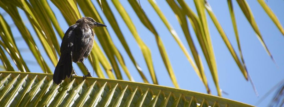 Bird in the palm banner image with copy space