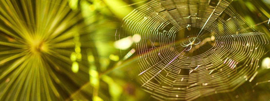 Green background and cobweb spider, banner image with copyspace