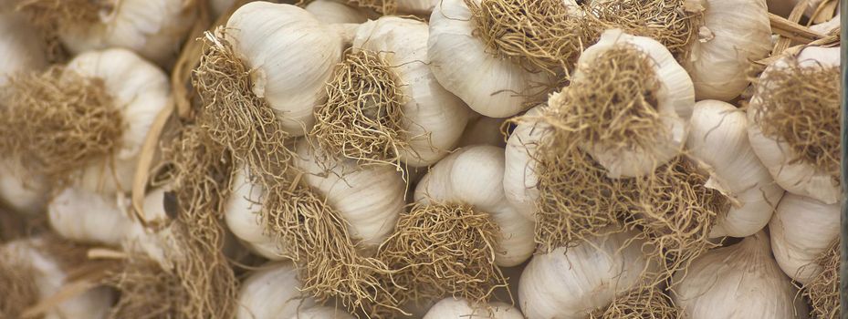 Garlic banner detail, banner image with copy space