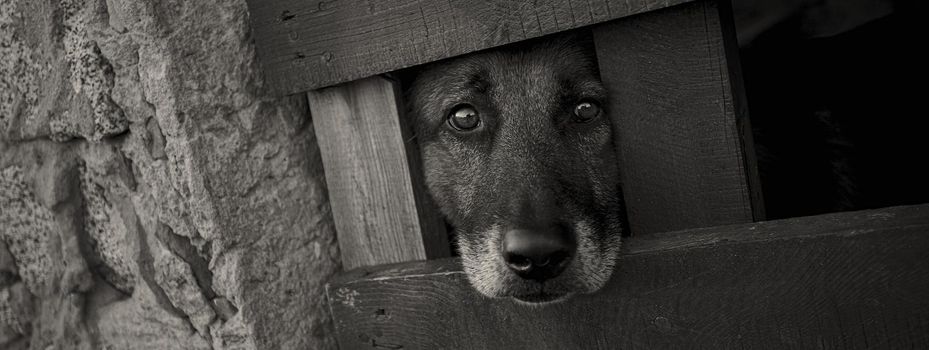 Caged sad dog, banner image with copy space