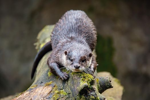 European otter (Lutra lutra) rest on tree trunk, wildlife Czech republic