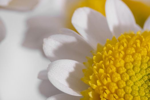 White daisy with yellow stamen at closeup with white background, macro shot under bright light side view