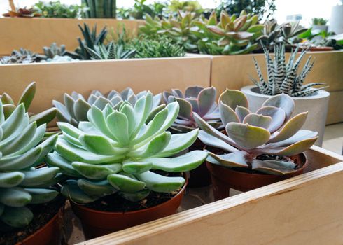 Centerpieces arrangement of pastel green echeveria succulent plant in wood planter. Cactus desert plant macro side view