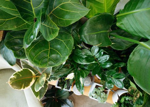 Ficus lyrata, potted ficus. Plant collection.Beautiful fiddle-leaf, fig tree plant with big green leaves. Stylish modern floral home decor in minimal style side view