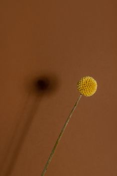 A single yellow craspedia flower with shadow on brown background vertical view. The craspedia is in the daisy family commonly known as billy buttons, woollyheads, and also sunny balls.