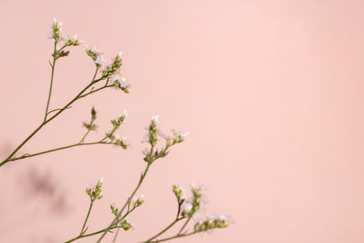 Little white flower, detail of a Gipsofila flower on pink background with copy space for your design, light and dark shadows top view