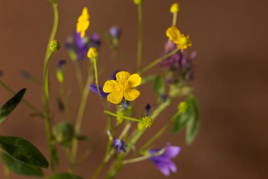 Bouquet of wild flowers on brown background, healing plant collection, still life composition side view