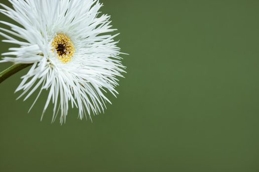 A closeup shot of a still life of white flower on pastel green background, aesthetic composition side view