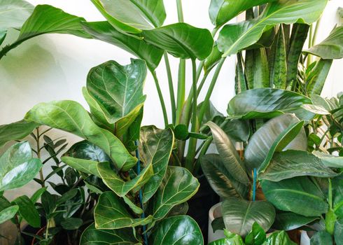 Ficus lyrata, potted ficus. Plant collection.Beautiful fiddle-leaf, fig tree plant with big green leaves. Stylish modern floral home decor in minimal style side view