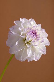 White tenderness dahlia close up shot. Soft floral background macro and vertical view