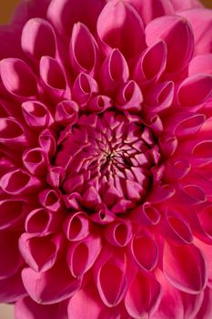 Pink Dahlia Flower on brown background. Beautiful ornamental blooming garden plant with clipping path macro view