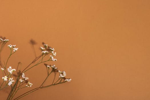 Little white flower, detail of a Gipsofila flower on brown background with copy space for your design, light and dark shadows top view