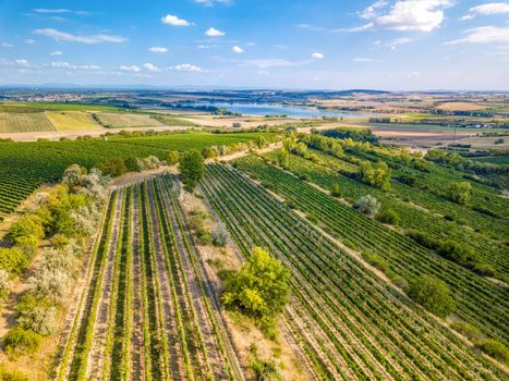 Vineyards in Palava region, Landscape of South Moravia, Czech Republic, view from above, drone shoot