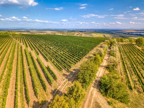 Vineyards in Palava region, Landscape of South Moravia, Czech Republic, view from above, drone shoot