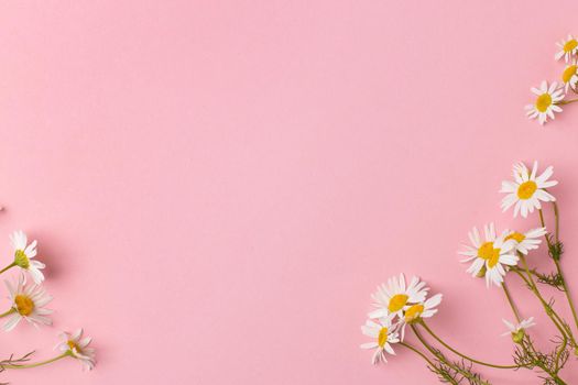 Chamomile flowers on pink background .Daisies background with copy space . Summer background.Chamomile field top view