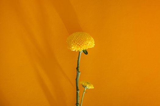 Soft flower of yellow marigold on dark yellow background copy space and close-up. Aesthetic still life with shadows top view