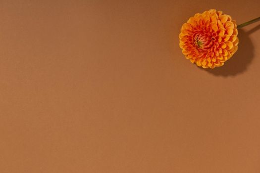 Dahlia. Close up of orange Dahlia flower. Bright red flower in fresh blossom. Decorative Outdoor Plant on brown background top view