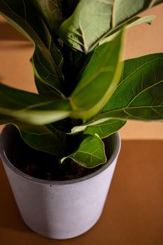 Green leaves of Fiddle Fig or Ficus Lyrata. Fiddle-leaf fig tree the popular ornamental tropical houseplant on brown background. Air purifying plants for home, Houseplants With Health Benefits vertical view