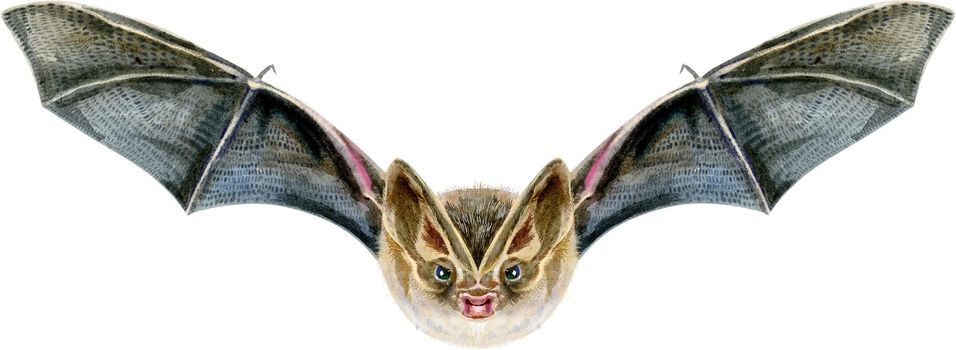Watercolor halloween illustration of bat in flight. Great element of scary greeting card, dark night party invitation, costume, packaging, pattern, textile design.