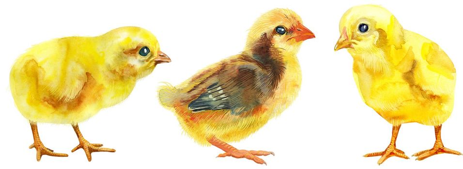 Hand painted young chicken isolated on white background. Cute baby bird illustration for design