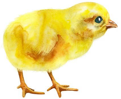 Hand painted young chicken isolated on white background. Cute baby bird illustration for design