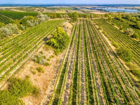 Vineyards in Palava region, Landscape of South Moravia, Czech Republic, view from above, drone shoot