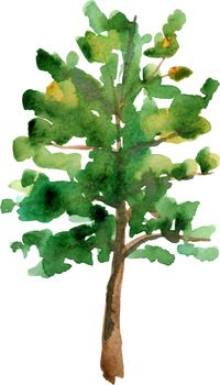Green tree drawing by watercolor, isolated forest element, deciduous tree, hand drawn illustration