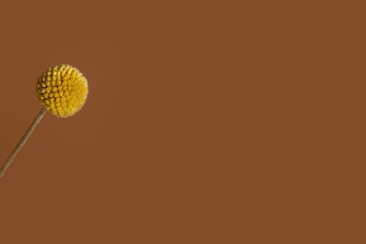 A single yellow craspedia flower on brown background with copy space . The craspedia is in the daisy family commonly known as billy buttons, woollyheads, and also sunny balls side view