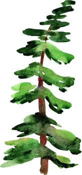 Green fir tree drawing by watercolor, isolated forest element, conifer tree, hand drawn illustration