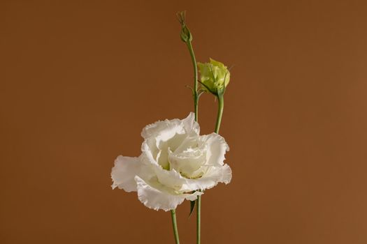 A closeup shot of a still life of white flower Eustoma on pastel brown background, aesthetic composition side view