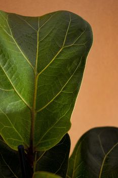 Green leaves of Fiddle Fig or Ficus Lyrata. Fiddle-leaf fig tree the popular ornamental tropical houseplant on brown background. Air purifying plants for home, Houseplants With Health Benefits vertical view