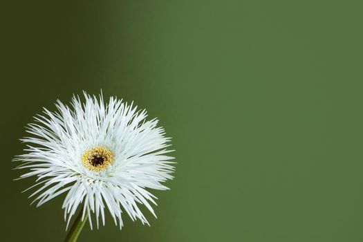 A closeup shot of a still life of white flower on pastel green background, aesthetic composition side view