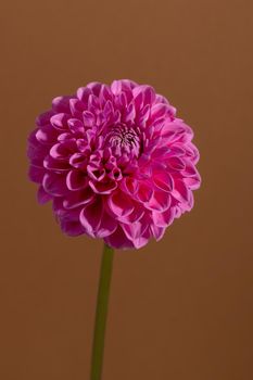Pink Dahlia Flower on brown background. Beautiful ornamental blooming garden plant with clipping path macro view