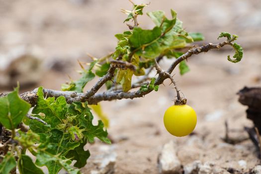 Bright yellow devil's apple or sodom apple (Solanum linnaeanum) poisonous fruit on thorny plant stem, South Africa