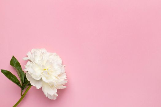 Closeup of beautiful white peony flower in vase on pink background with copy space, holiday and birthday concept, flower shot