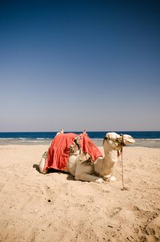 Camel resting on the sand at the beach