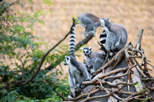 family of cute and playful Ring-tailed lemur, endemic animal in Madagascar