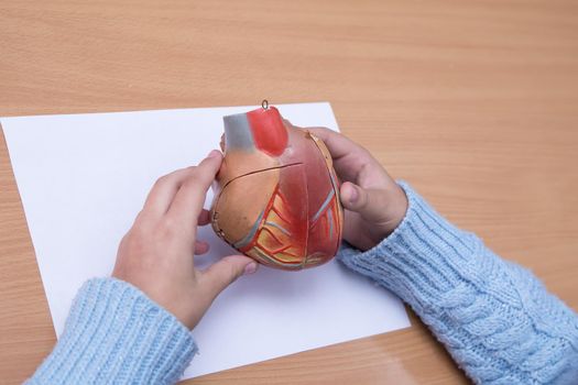 The student's hands are holding the model of the heart close up. A schoolboy performs a task at the workplace. The concept of children's education, teaching knowledge, skills and abilities.
