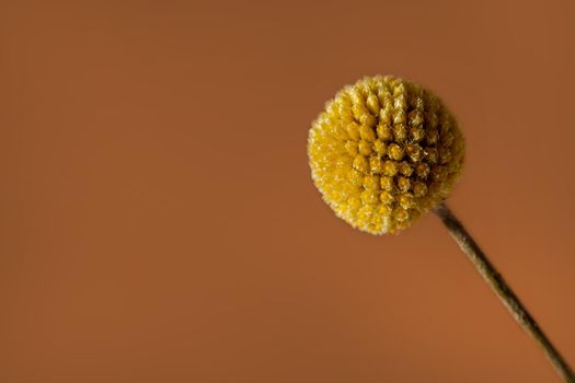 A single yellow craspedia flower on brown background with copy space . The craspedia is in the daisy family commonly known as billy buttons, woollyheads, and also sunny balls side view