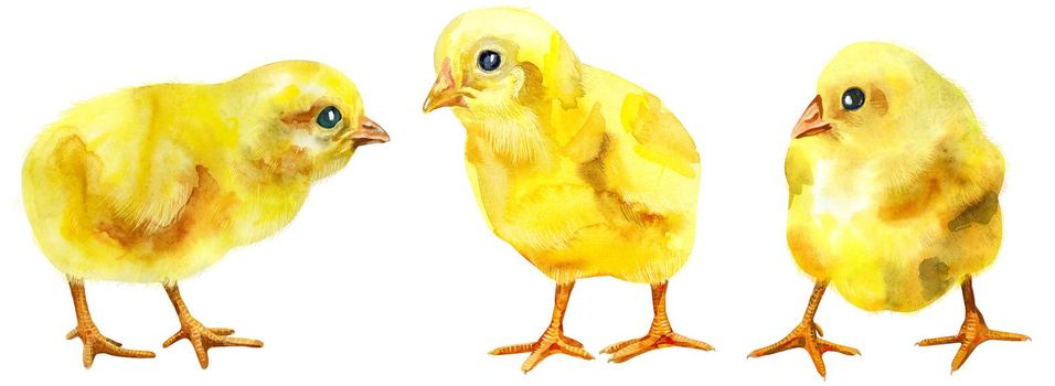 Hand painted young chicken isolated on white background. Cute baby bird illustration for design