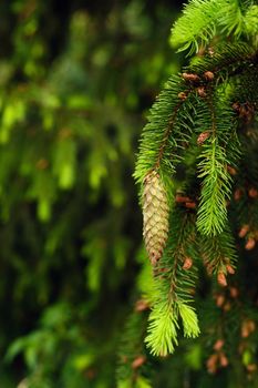 Spruce cone on a branch of a spruce tree in the forest in nature.