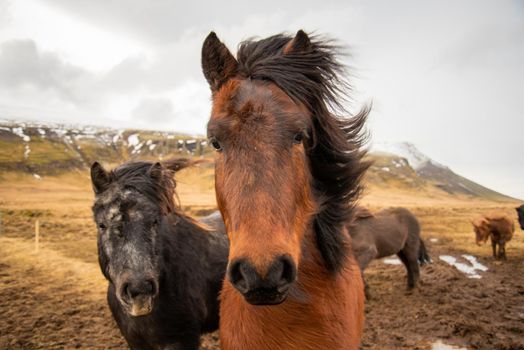 Two Icelandic horses stand close together in the windy cold winter weather with hair blowing in the wind majestic black and brown warm tones